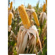Кукуруза посевная, опт фото