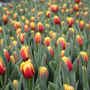 Тюльпаны голландских сортов оптом фотография