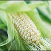 Семена кукурузы Одесский 385МВ фото