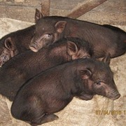 Ветнамськи свини фотография