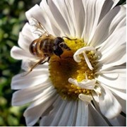Цветочный Мед пчел Ингушетии
