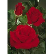 Розы кустарниковые, Роза Жак Превер фото