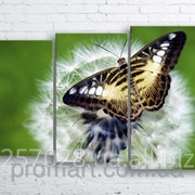 Модульна картина на полотні Метелик на кульбабі код КМ100160-027 фотография