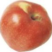 Яблоки свежие фотография