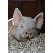 ШенМікс Піг SS 2,5% (супоросні свиноматки) мішок 25 кг фото