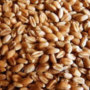Семена пшеницы яровой “Новосибирская 18“ (элита) фото