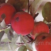 Саженцы яблока сорт "Мелба" ранний летний оптом