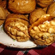 Саженцы грецкого ореха сорт Идеал фото