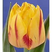 Тюльпаны к 8 марта фотография