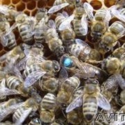 Пчелы пчеломатки пчелопакеты Карника Карпатка Санкт-Петербург фото