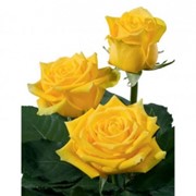 Голландская роза желтая фото