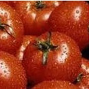 Переработка сельхозпродукции: помидоры. Производство томатной пасты фото