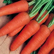 Морковь Шантанэ 1 кг