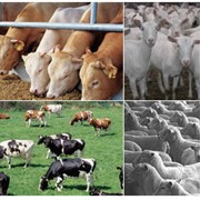 Кормовые премиксы и концентраты для сельскохозяйственных животных фотография