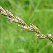 Семена райграса пастбищного “ВИК66“ (РС-3) фото