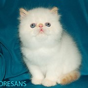 Персидский котик колор-поинт фотография