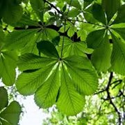 Каштан Aesculus hipp. Pyramidalis обхват ствола 16-18 фотография