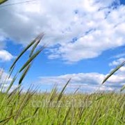 Пшеница в Молдове