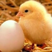 Инкубационные яйца бройлера Хаббард-Флекс
