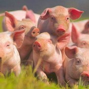 Свинина (свиноматки) фото