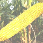 Семена кукурузы, продажа опт Украина фото