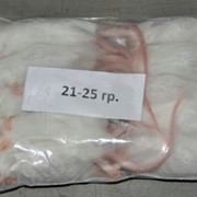 Замороженные мыши 21-25 Г фото