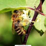 Пчелиная пыльца фото