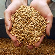 Культура зерновая. Пшеница фото