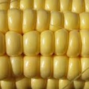 Посевная кукуруза фото