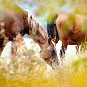 Фотосъемка лошадей