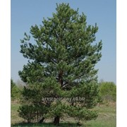 Сосна обыкновенная Pinus sylvestris обхват ствола 14-16 фотография