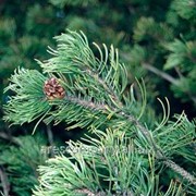 Сосна горная Pinus mugo subsp. mugo 160-180 B+S