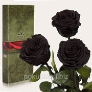 Три долгосвежие розы Черный Бриллиант в подарочной упаковке фотография