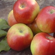 Яблоки свежие оптом фото