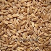 Пшеница на экспорт фотография
