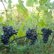 Саженцы винограда Забава фото