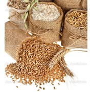 Зерно в мешках ячмень,кукуруза,пшеница,овес