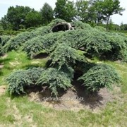 Можжевельник Juniperus squamata Blue Carpet фото