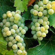 Белый сорт винограда "Совиньон"