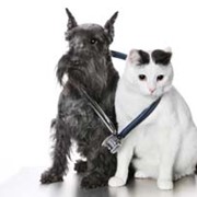 Интенсивная терапия в ветеринарии