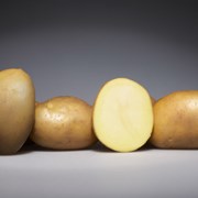 Картофель семенной Журавинка 2РС фото