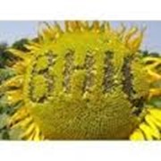 Семена подсолнечника ВНІС Укр сонечко фото