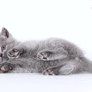 Кошки британские короткошерстные сплошных (солидных) окрасов