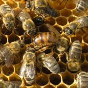 Пчелы фото