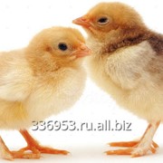 Цыплята суточные КОББ 500 и РОСС 308 и цветной бройлер
