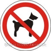 Знаки и таблички по безопасности Запрещено входить с животными фото