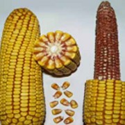 Насіння кукурудзи 3893/Кларіка ФАО 310