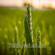 Cereale de griu in Chisinau фото