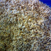 Отходы пшеницы фото
