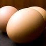 Яйца куриные фотография